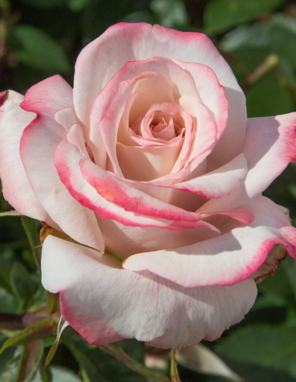 Lyon Llumieres Rose丨Your roses
