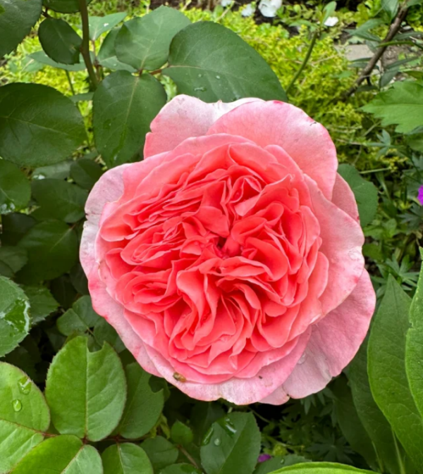 rose mademoiselle meilland丨Your roses