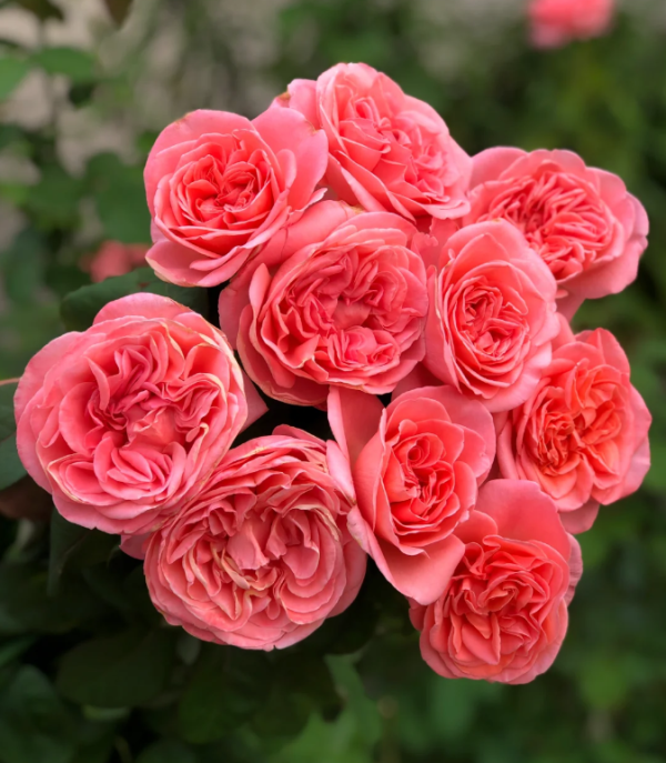 MEInostair Rose丨Your roses