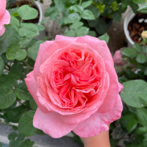 mademoiselle meilland rose for sale丨Your roses