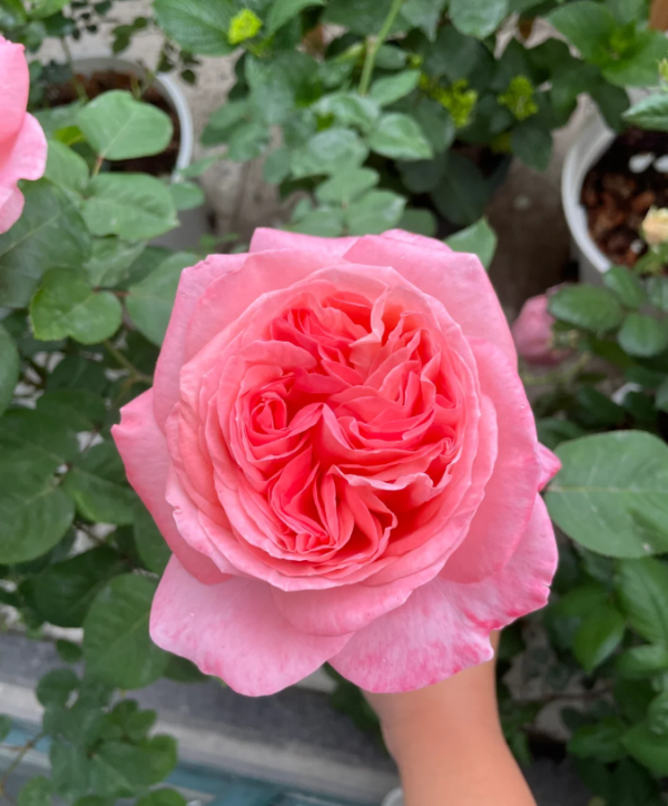 mademoiselle meilland rose for sale丨Your roses
