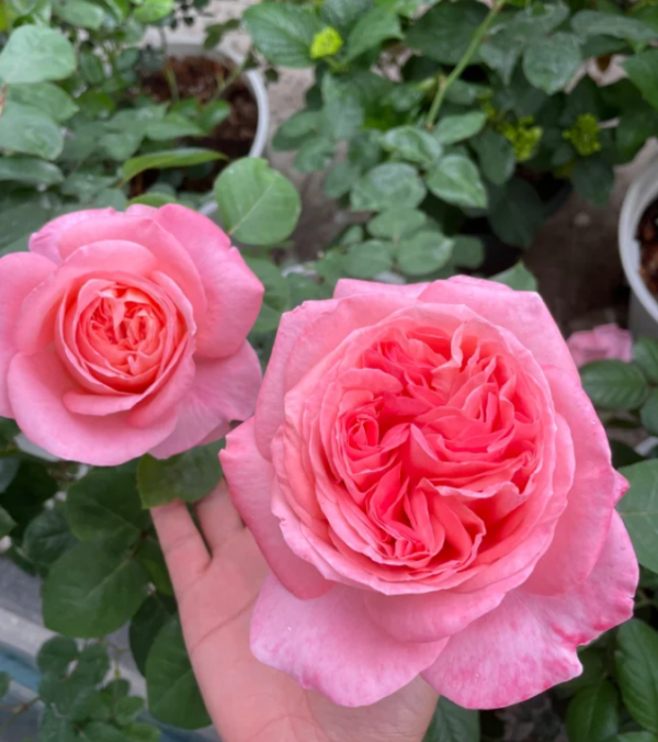 mademoiselle meilland rose丨Your roses