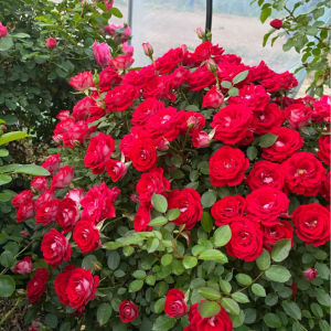 Maidy Rose丨Your roses
