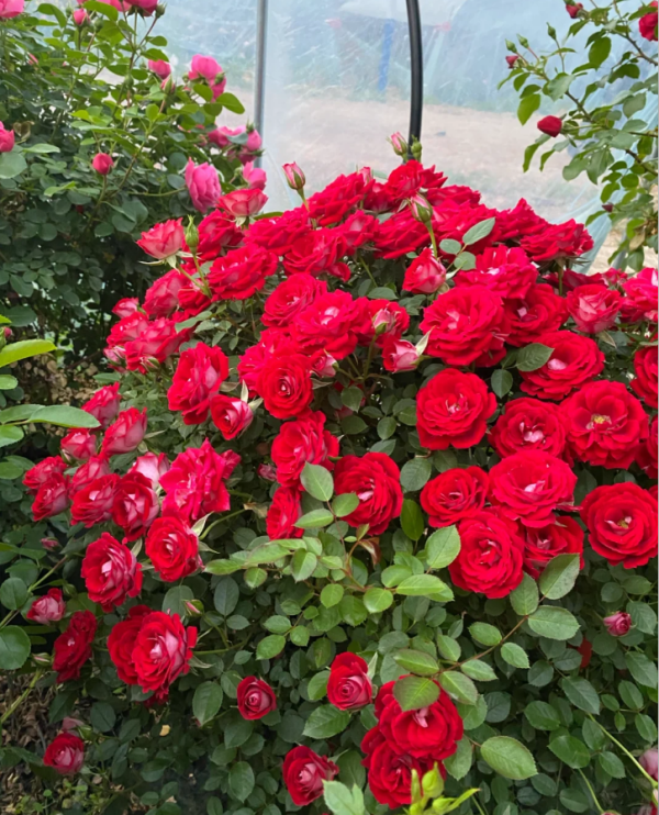 Maidy Rose丨Your roses