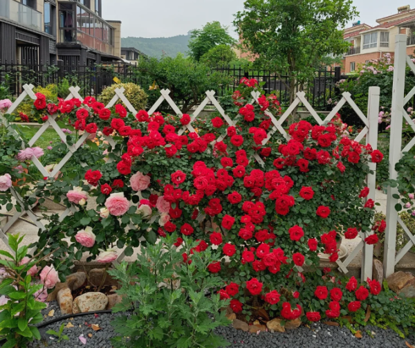 Rosa Maidy for sale丨Your roses