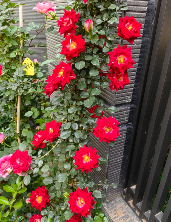 Maidy Rose for sale丨Your roses