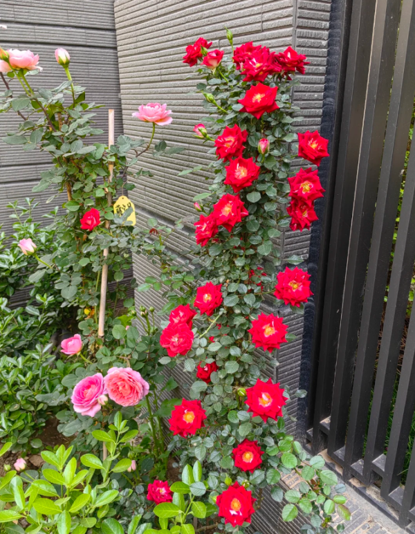 Maidy Climber Rose丨Your roses