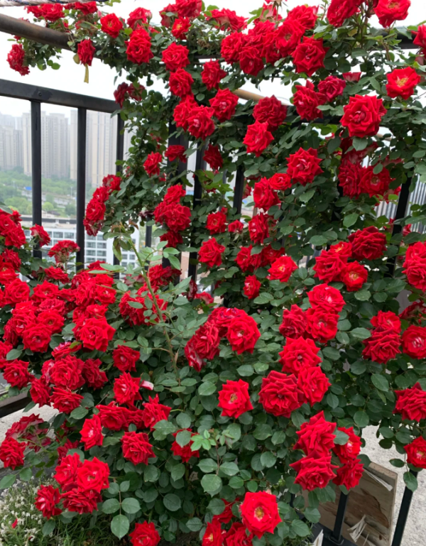Maidy Climbing Rose丨Your roses