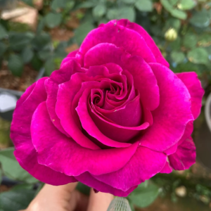 Mamy Blue Rose丨Your roses