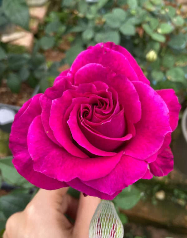 Mamy Blue Rose丨Your roses