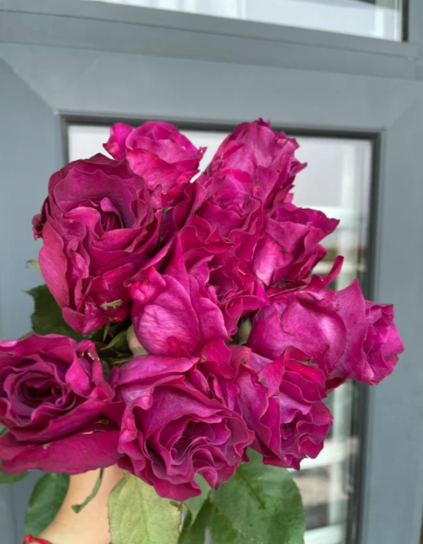 mamy blue garden rose丨Your roses