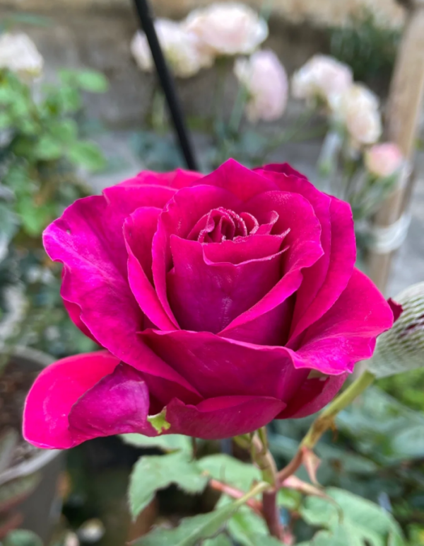 Mamy Blue Rose plant丨Your roses