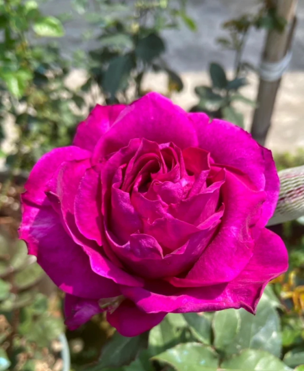 rose mamy blue丨Your roses