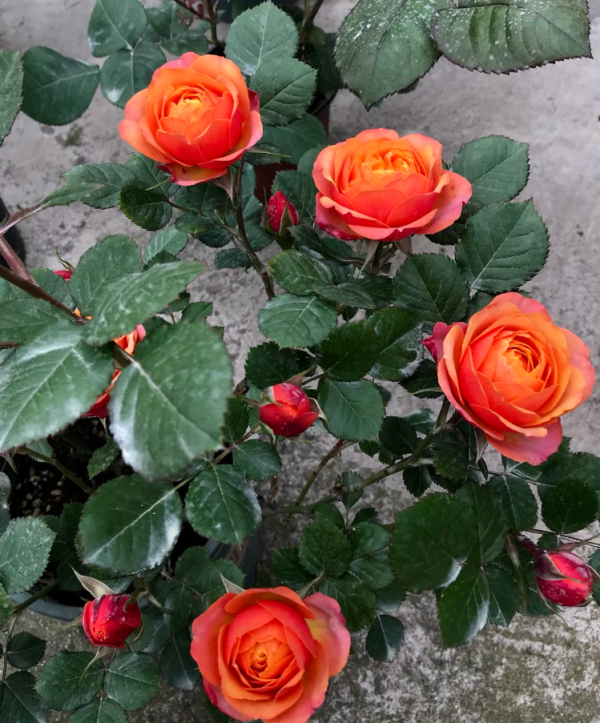 Mango Romantica Roses丨Your roses