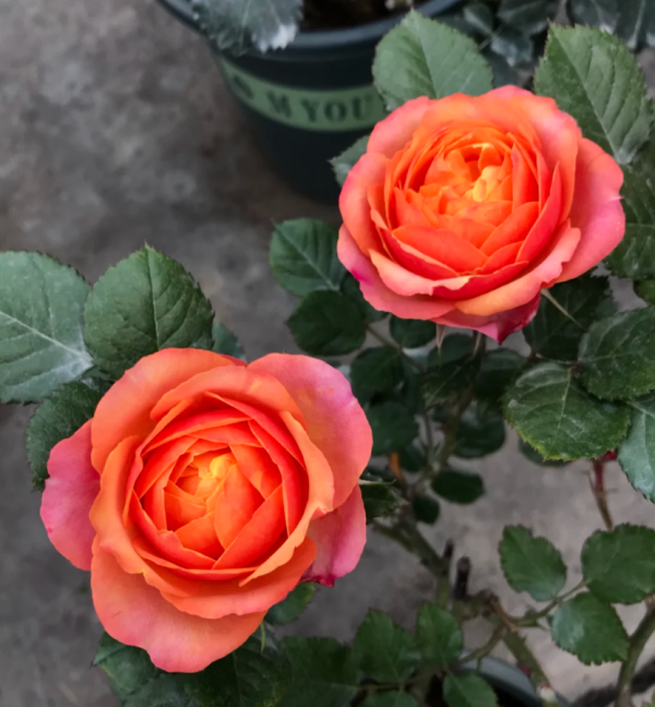 Mango Romantica Roses for sale丨Your roses
