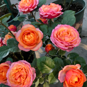 Mango Romantica Rose丨Your roses
