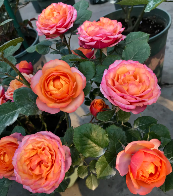 Mango Romantica Rose丨Your roses
