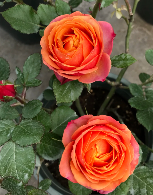Mango Romantica Rose for sale丨Your roses