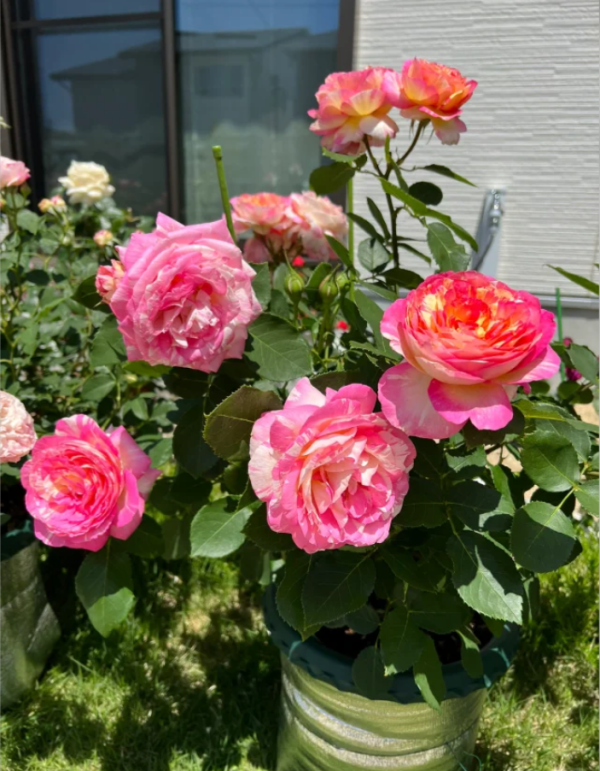 Marc Chagall Rose丨Your 丨Your roses