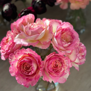 Marc Chagall Rose丨Your roses