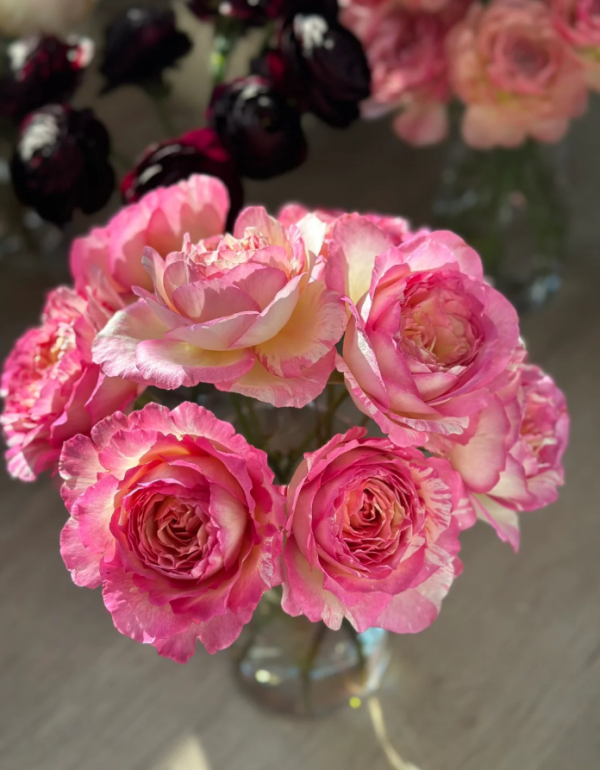 Marc Chagall Rose丨Your roses