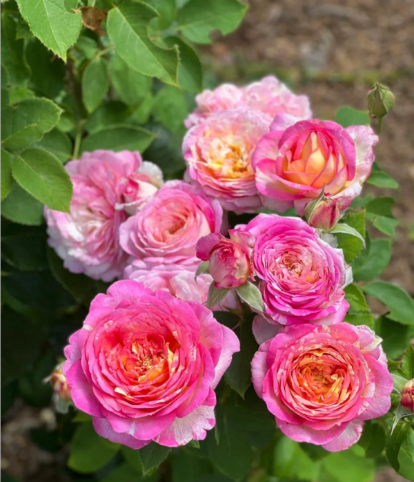 Marc Chagall Rose plant丨Your roses