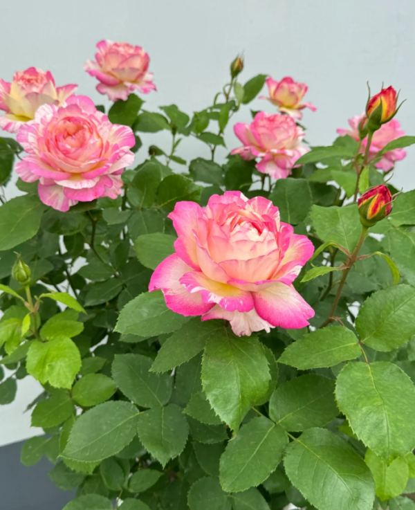 Marc Chagall Rose for sale丨Your roses