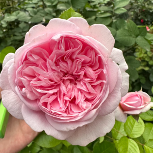 Mauritia Rose丨Your roses