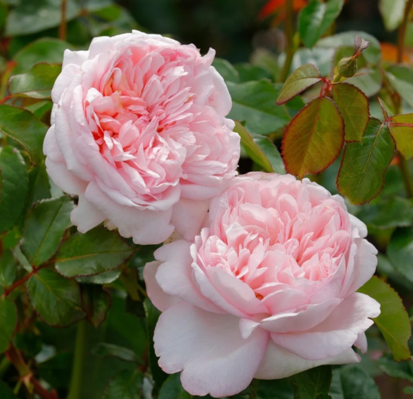 rose mauritia for sale丨Your roses