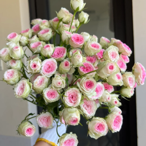 Mimi Eden Rose丨Your roses