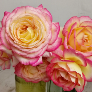 mitsouko rose for sale丨Your roses
