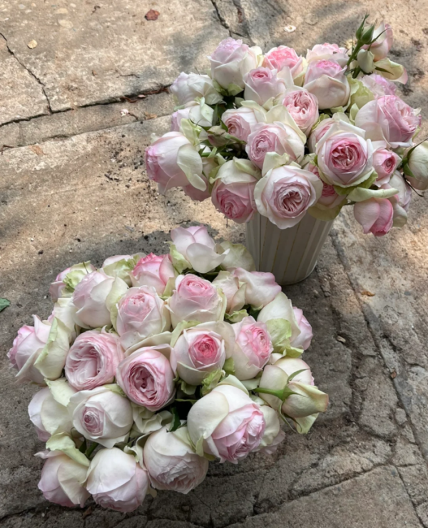 Mona Lisa Rose丨Your roses