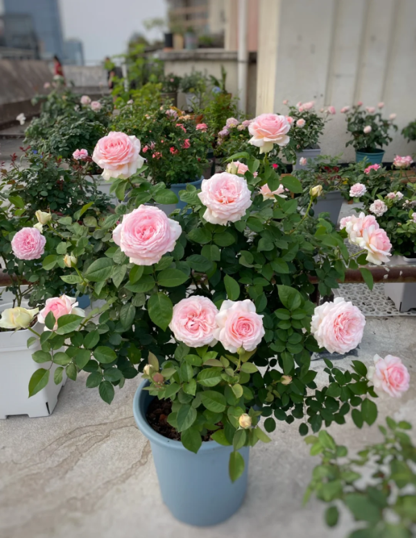 mona lisa rosefor sale丨Your roses