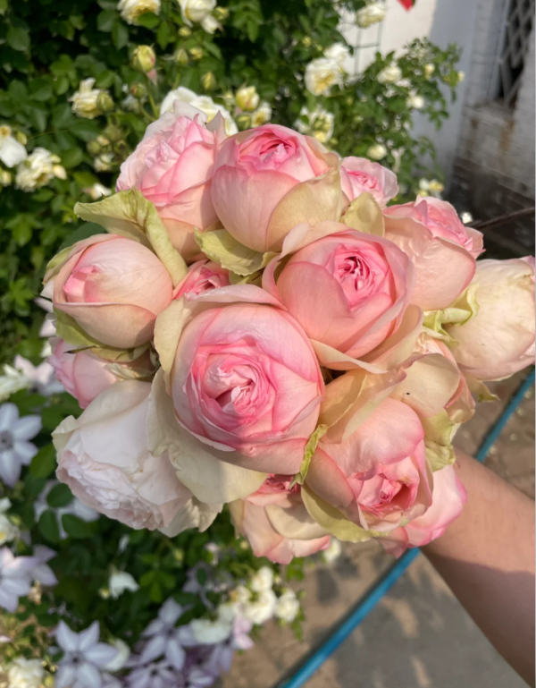 mona lisa rose plant丨Your roses