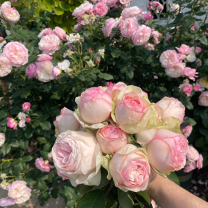 Mona Lisa Rose丨Your roses
