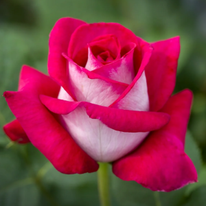Monica Bellucci Rose丨Your roses