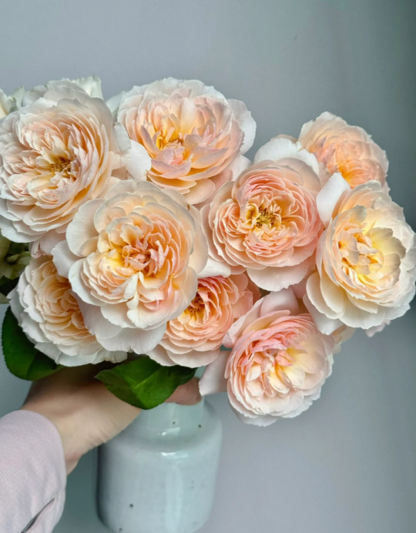 Moonlight in Paris Roses丨Your roses
