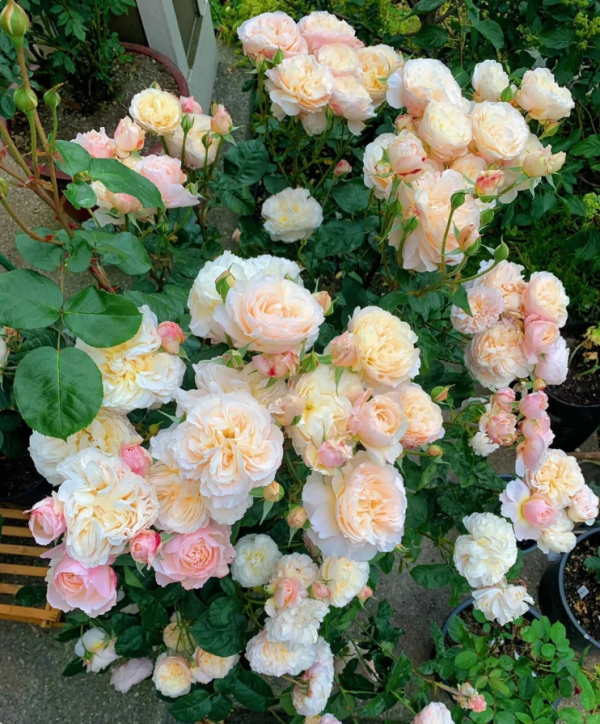 Moonlight in Paris Rose for sale丨Your roses