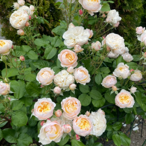 Moonlight in Paris Rose丨Your roses