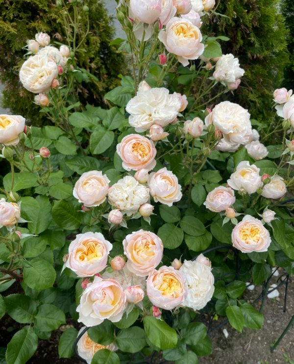 Moonlight in Paris Rose丨Your roses