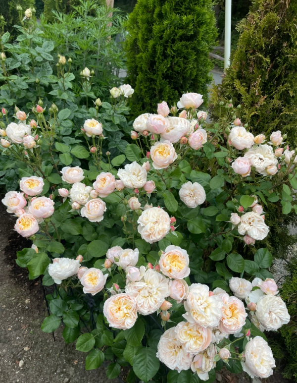 rose moonlight in paris丨Your roses