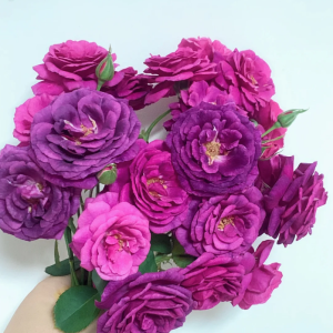 Mystérieuse Rose for sale丨Your roses
