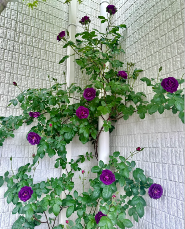 rose mysterieuse丨Your roses