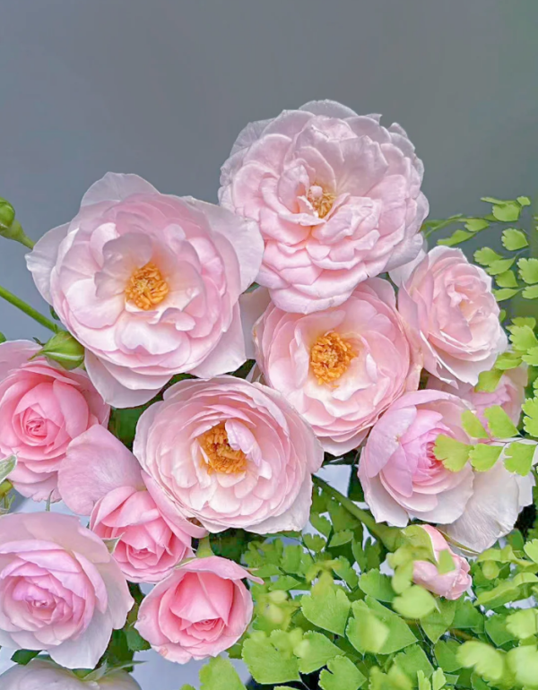 Nahéma Rose for sale丨Your roses