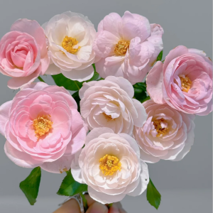 Nahéma Rose丨Your roses