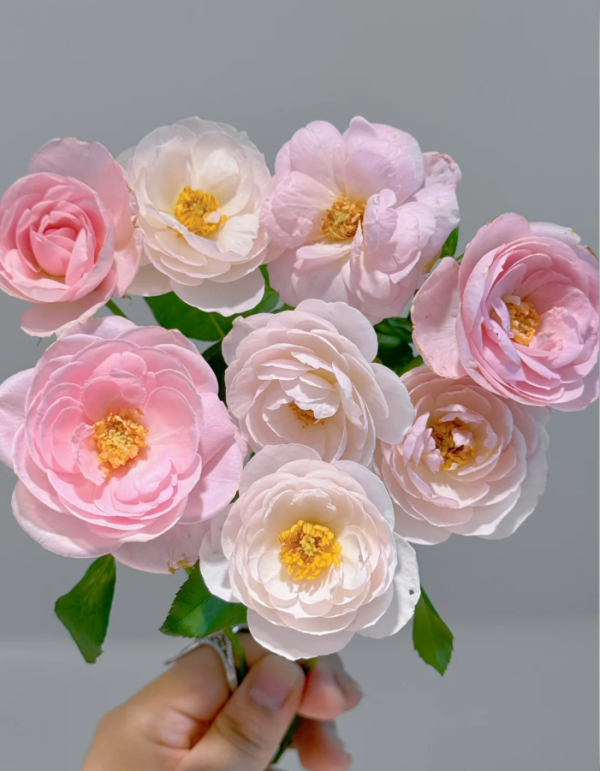 Nahéma Rose丨Your roses