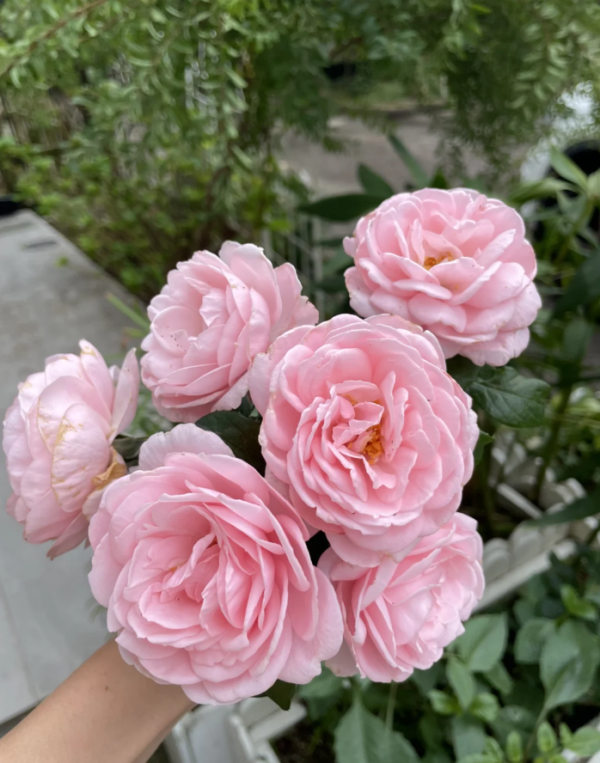 climbing rose nahema丨Your roses