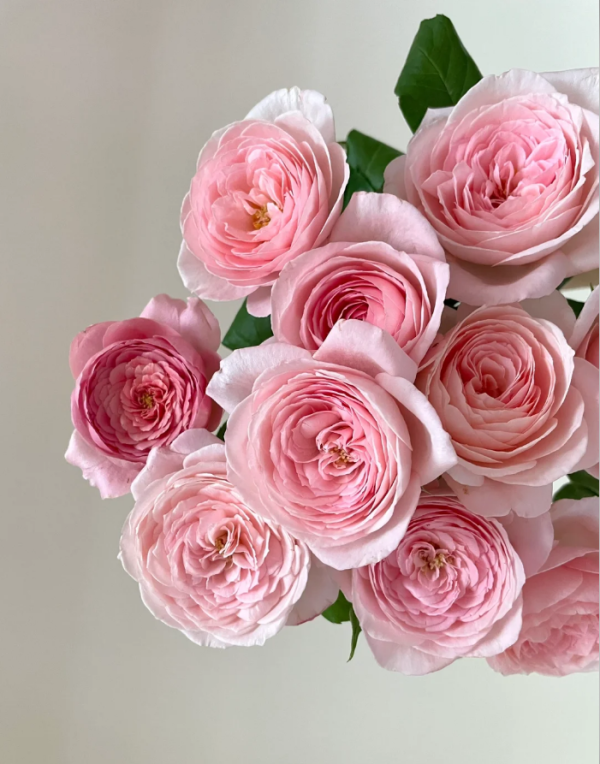nahema climbing rose丨Your roses