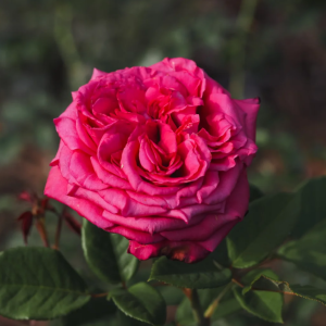 Noblesse Rose丨Your roses