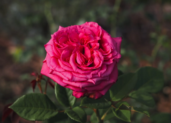 Noblesse Rose丨Your roses